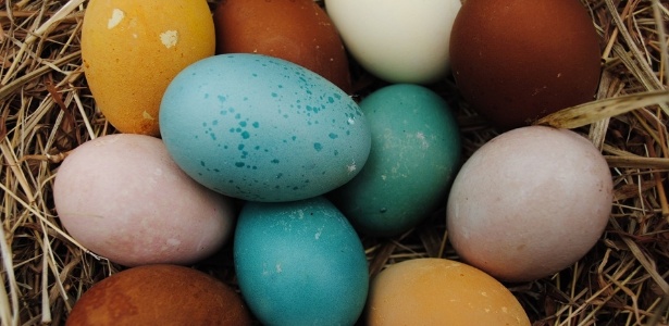 Etiqueta Galinha que senta-se no desenho colorido dos ovos