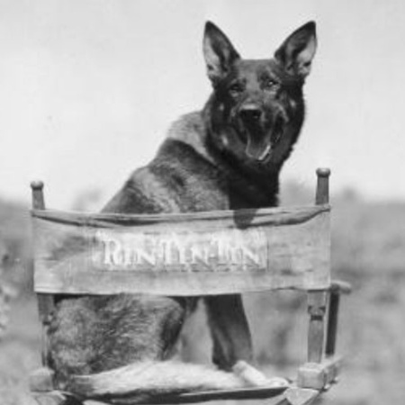O cão Rin Tin Tin, astro do cinema - Reprodução/silverscreenings