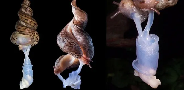 12 curiosidades lentas e pegajosas sobre as lesmas - Listas - BOL