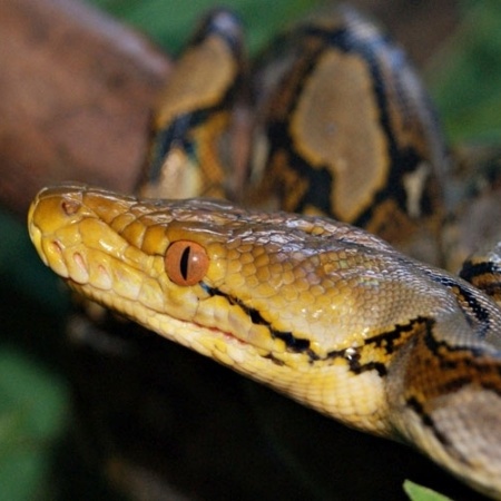 A maior cobra do mundo é a píton-reticulada (Python reticulatus), chegando a medir 8,5 metros de comprimento - Wikimedia