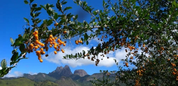 Reprodução/Wikimedia Commons Reprodução/Wikimedia Commons