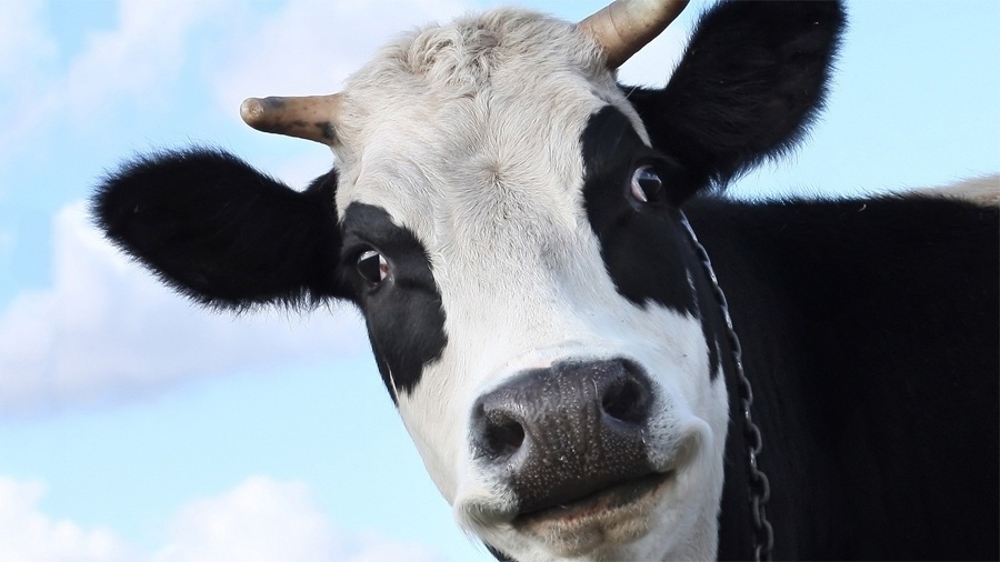 "Bitoquinha" na vaca? Governo da Áustria não aprova - Reprodução/Universcity