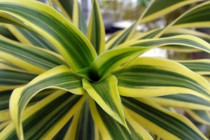 Featured image of post Planta Folha Verde E Amarela Nome Minha casa verde e amarela