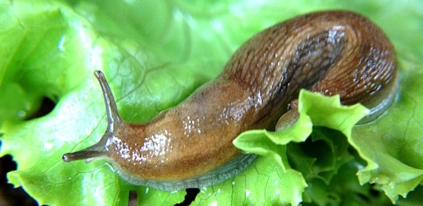 Reprodução/All About Slugs Reprodução/All About Slugs