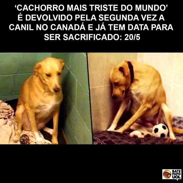 11.mai.2017 - Mais de 530 fãs do Bate-papo UOL no Facebook se comoveram com a história de Lana, que, após essas fotos, foi considerada 'o cachorro mais triste do mundo'.