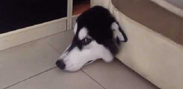 Reprodução/Imgur Reprodução/Imgur