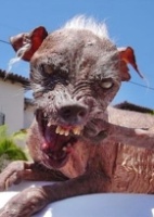 Tadinhos Estes 13 Caes Ja Foram Eleitos Os Mais Feios Do Mundo Noticias Bol