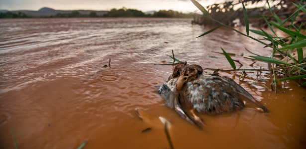 Trecho do rio Doce, em Mina Gerais, afetado pela lama da barragem rompida de Fundão - Instituto Últimos Refúgios