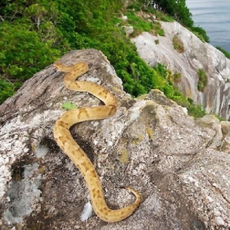 A Ilha da Queimada Grande, no litoral sul de São Paulo, é infestada por milhares de cobras, principalmente jararacas-ilhoa - Reprodução/YouTube