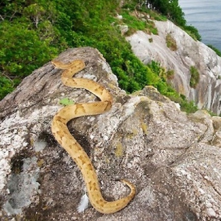 Ilha brasileira tem 2ª maior concentração de cobras no mundo - Nacional -  Estado de Minas