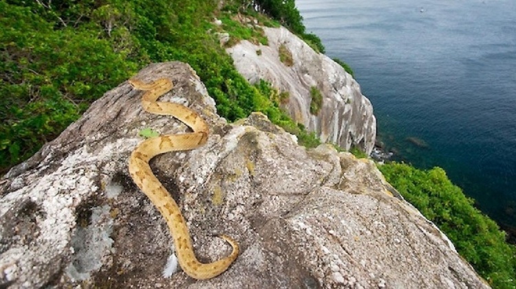 10. A Ilha da Queimada Grande, no litoral sul de São Paulo, é infestada por milhares de cobras, principalmente jararacas-ilhoa (Bothrops Insularis), que têm veneno cinco vezes mais potente que o da jararaca comum. O acesso à ilha é proibido pela Marinha