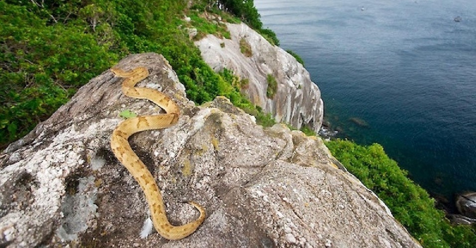 Pescadores são resgatados em ilha cheia de serpentes em Itanhaém (SP) - Notícias - BOL