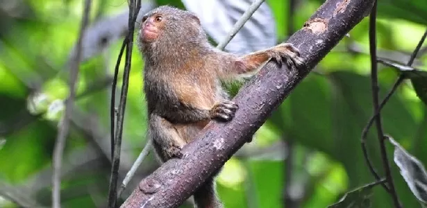 O menor macaco do mundo vive na Amazônia