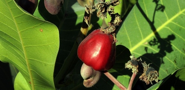 10 Frutas típicas do cerrado - ABRAFRUTAS