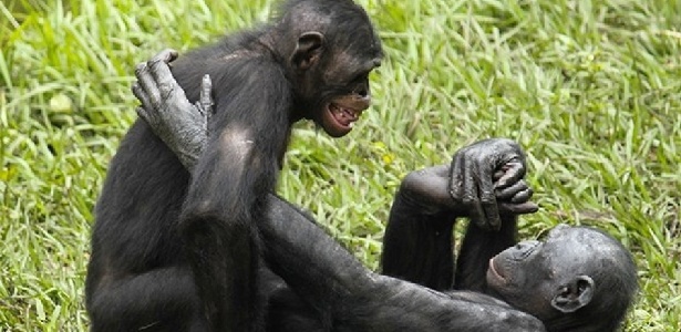 11 ideias de Chimpanze  macacos, primatas, macacos engraçados