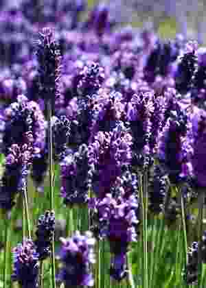 Reprodução/lavenderworld