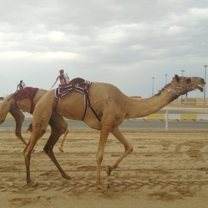 Camelos correndo - Natasha Bin/BOL - Natasha Bin/BOL