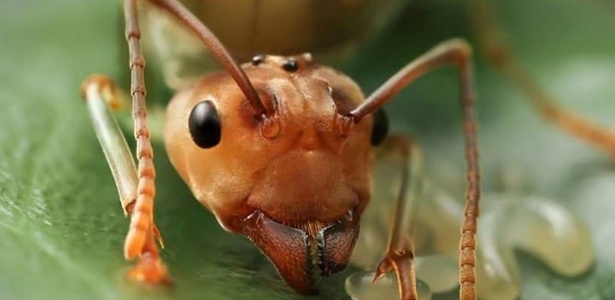 10 fatos interessantes sobre as formigas - Listas - BOL