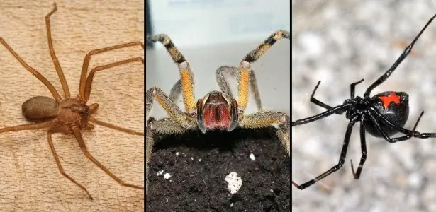 atanha - Reprodução/spiders.us/arachnoboards/wikimedia - Reprodução/spiders.us/arachnoboards/wikimedia