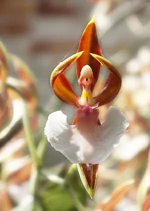 18 orquídeas que parecem mais do que flores - Listas - BOL