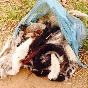 Rabos de animais encontrados em sacos de lixo em São Lourenço - Polícia Civil de Minas Gerais/Divulgação