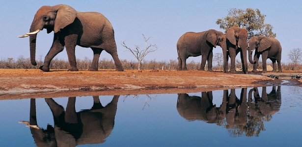 Atualmente, todas as espécies de elefantes estão em risco de extinção pela caça predatória para retirada do marfim - Reprodução/wallarthd