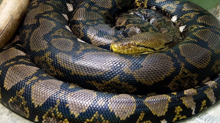 Como anda a população de cobras no Brasil?