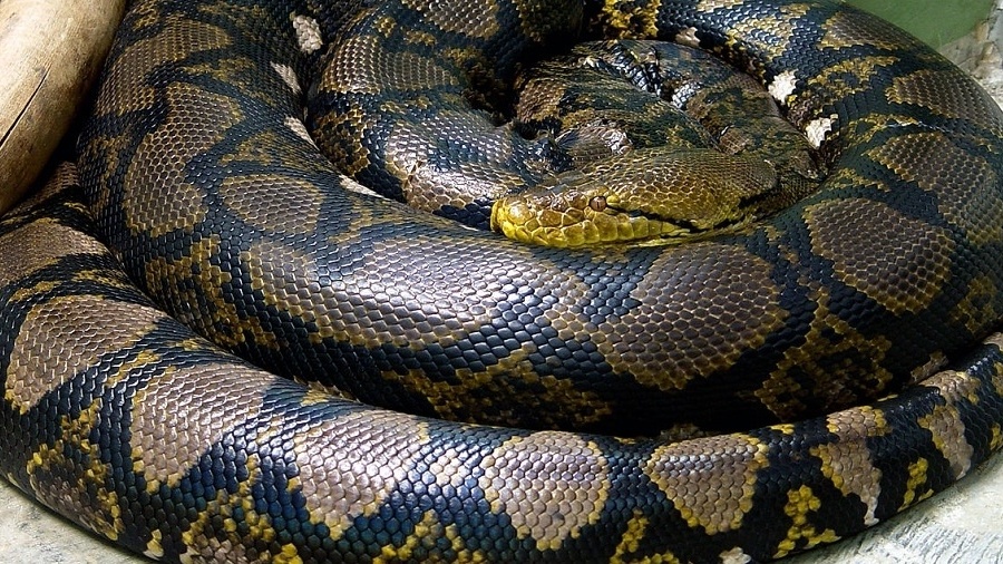 O Brasil tem 72 espécies peçonhentas de cobras, o que corresponde a 16% do total de espécies em solo nacional - Wikipedia