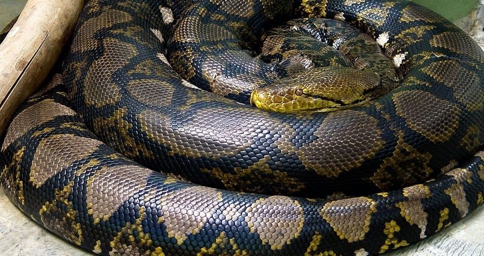 Como anda a população de cobras no Brasil?