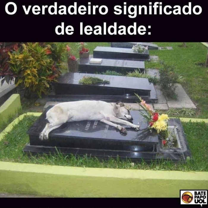11.dez.2017 - A imagem de uma cãozinho para lá de fiel emocionou mais de 580 seguidores do Bate-papo UOL no Facebook. 'O amor dos animais é o mais sincero e puro', comentou o internauta Rodrigo.