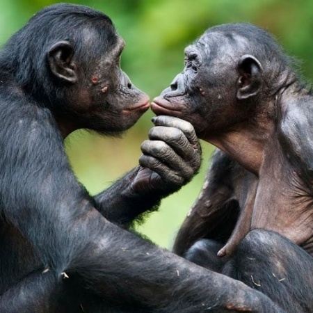 O macaco bonobo usa o sexo como forma de conseguir melhorar sua posição social e para reduzir o estresse - Reprodução/YouTube