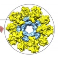 Jiang Zhu/Scripps Research