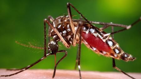 James Gathany/Centers for Disease Control and Prevention via AP