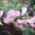 Reprodução/The Greenest Post 