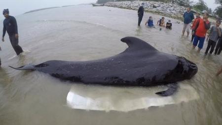 AFP/Thaiwhales