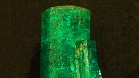 M. Shanley/Museu Americano de História Natural via The New York Times