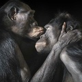 Tim Flach