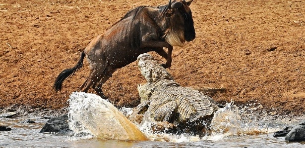 Crocodilo tenta atacar um gnu em reserva no Quênia - Carl de Souza/AFP  