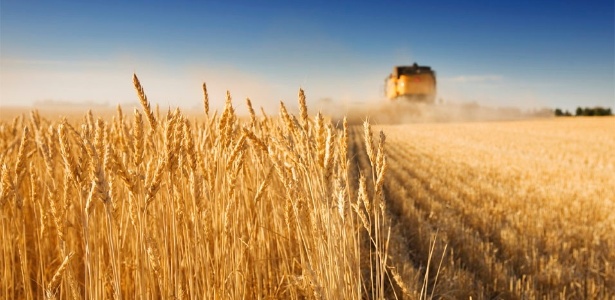 Reprodução/Great American Wheat Harvest