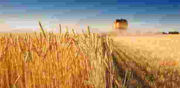 Reprodução/Great American Wheat Harvest