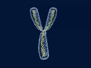 Cromossomo Y tem evoluído mais rápido que o X: o que isso significa?