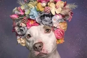 20 imagens que buscam mostrar lado