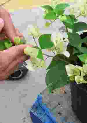 Reprodução/gardeningonthego