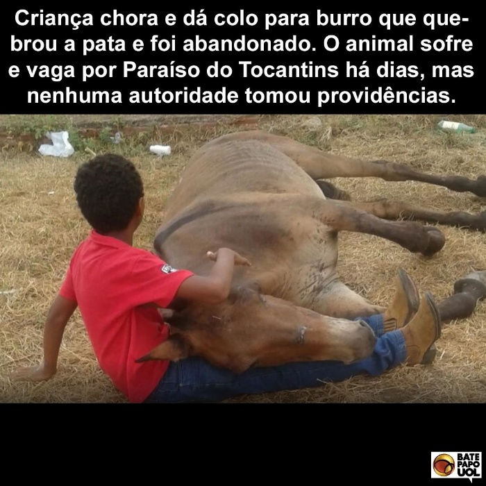 20.out.2017 - O carinho que um garoto de Paraíso do Tocantins demonstrou com um burro acidentado recebeu mais de 690 interações dos fãs do Bate-papo UOL no Facebook.