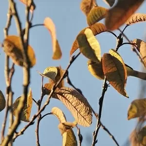 8 melhor ideia de Ache o gato  imagens ocultas, desafios, ache o gato