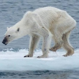 Foto de ursa polar desnutrida chamou a atenção para os efeitos do aquecimento global no Ártico - Reprodução / Facebook