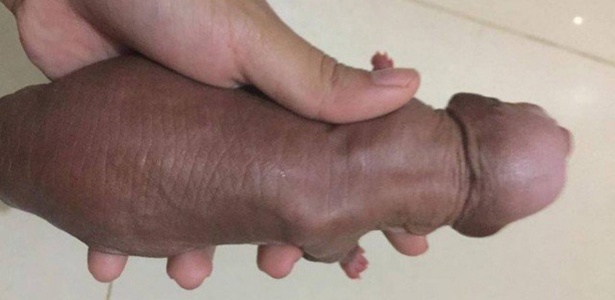Internautas confundiram filhote de cachorro com "pênis" - Reprodução / Facebook