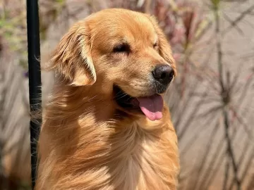 Gol suspende venda do serviço de transporte de pets após morte de cão