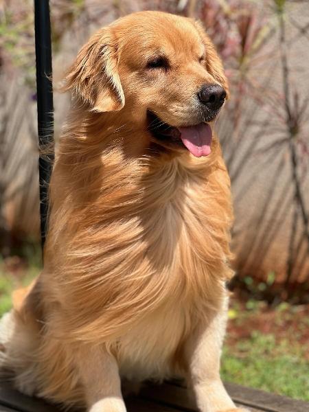 Joca, um cão da raça Golden Retriever, que morreu após uma falha no transporte aéreo
