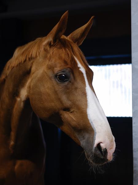 Cavalo chega ao Japão para a Olimpíada de Tóquio